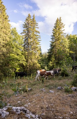 Pâture en forêt